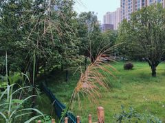 -洋湖国家湿地公园