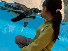 -帝企鹅自助餐厅•儿童岛•真企鹅(长隆企鹅酒店)