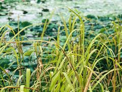 -洪湖生态旅游区