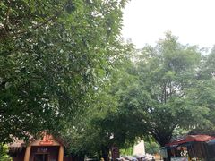 -瑞丽独树成林风景区