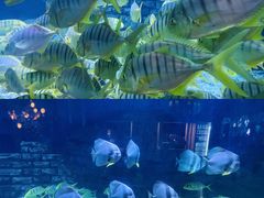 -烟台海昌鲸鲨海洋公园