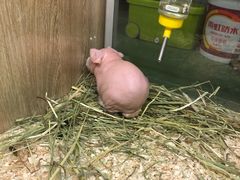-藦茜花园宠物主题亲子互动体验馆(国顺东路店)