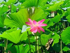 -长春市南湖公园