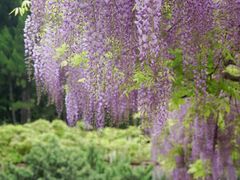 -嘉定紫藤园