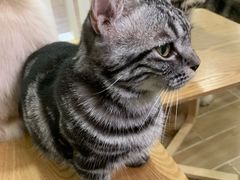 -李小姐の猫咖啡馆(五角场店)