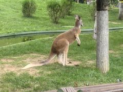 -北京野生动物园