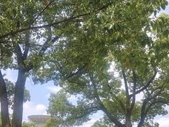 -上海佘山世茂艾美酒店