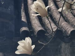 -大觉寺-停车场