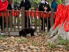 -新安江山水画廊风景区