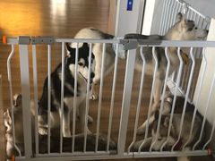 -Husky Go! 哈士奇体验馆·宠物咖啡厅狗咖