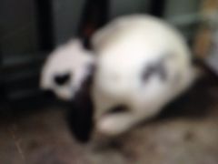 严国平动物医院-严国平动物医院(德政总院)