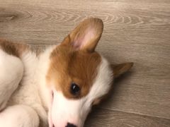 -浣熊柯尔鸭土拨鼠·电玩咖