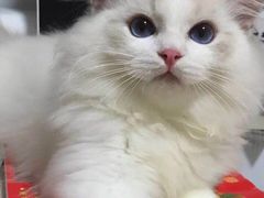 -东方名猫馆·英短金渐层布偶猫舍(环线广场1号楼店)