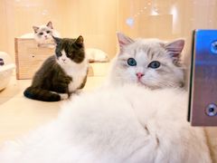 -momokira米努特·德文卷毛猫·棉花面纱犬