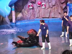 -烟台海昌鲸鲨海洋公园