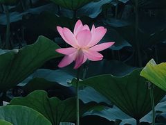 -长春市南湖公园