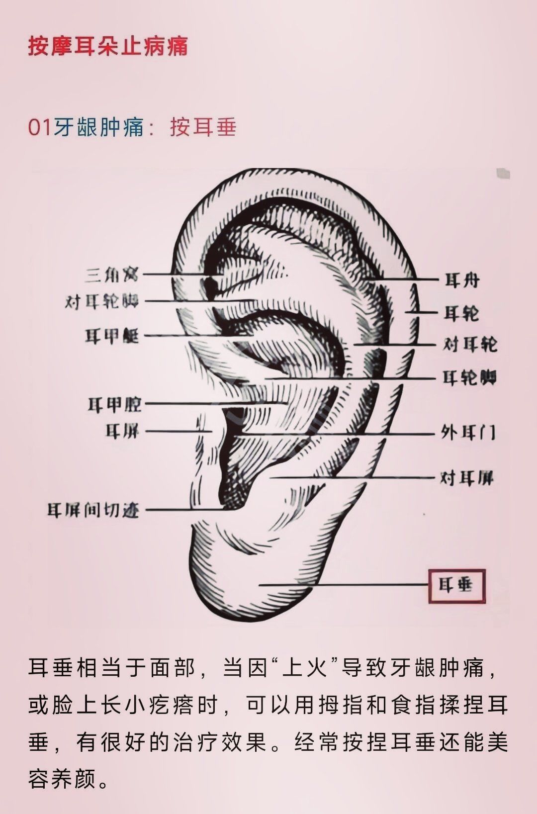 按摩耳朵的功效与作用