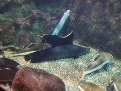 -太平洋海底世界