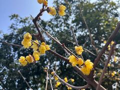 -无锡梅园公园