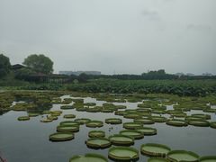 -荷塘月色湿地公园·向阳花洲