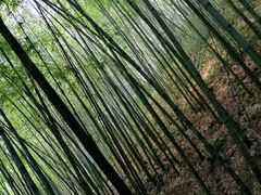 -广州市石门国家森林公园