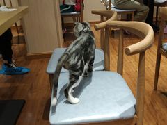 -绒爪撸猫下午茶·猫咖