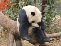-成都动物园