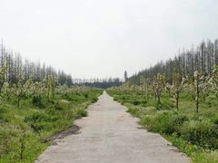 -上海长兴岛郊野公园