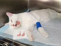 -瑞派福兴宠物医院犬猫全科·骨科·中西医结合(河东店)