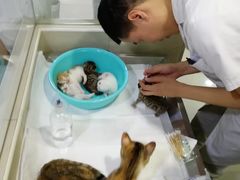 -申普宠物医院·心脏介入·心血管微创(总院)