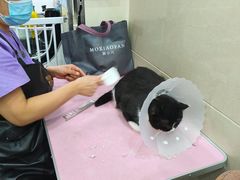 -北京观赏动物医院·24小时大型综合·猫专科·异宠专科