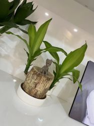 点击看大图 -熙朵美学植发连锁