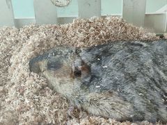 -怪兽屋·羊驼·猫咖·狗咖(俊华广场店)