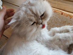 -猫的茶·猫咖