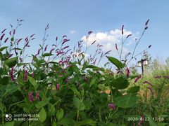 -西海子公园