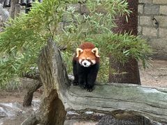 -上海野生动物园