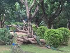 -广州长隆飞鸟乐园