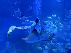 -烟台海昌鲸鲨海洋公园