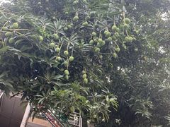 -小洲村