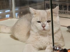 -三花喵·撸猫购宠·宠物生活馆(虹桥南丰城店)