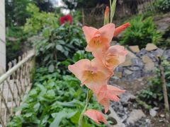 -武陵山森林公园