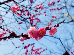 -梅花山(明孝陵内)