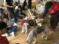 -Husky Go! 哈士奇体验馆·宠物咖啡厅狗咖