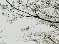 -天适樱花悠乐园