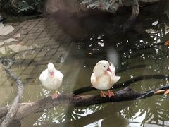 -广州长隆飞鸟乐园