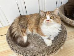 -宠爱国际动物医院· 猫科· 外科·中兽医(长白店)