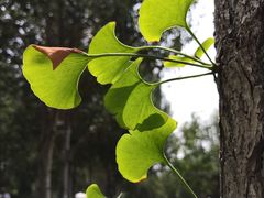 -长春公园(普阳街道)