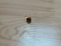 -喻味豌杂牛筋面(融创滨江壹号观麓台店)