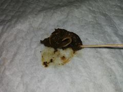 -暖阳宠物医院·犬猫康复中心·骨科