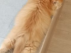 -御宝贝·A梦猫科宠物医院(国际猫友好医院)